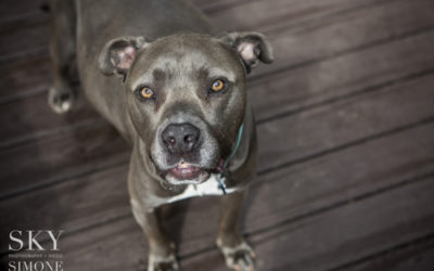 Woodstock Family Photographer | Crystal, Dog, + Family